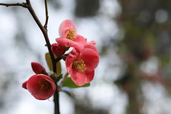 ver ume cerezos en flor