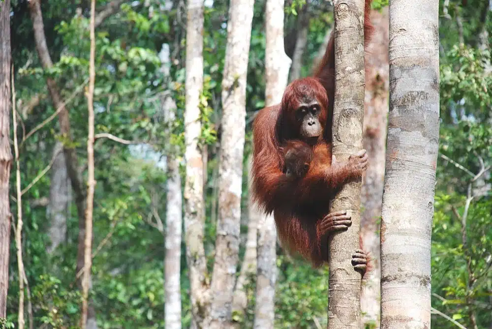 Dónde ver orangutanes en Indonesia
